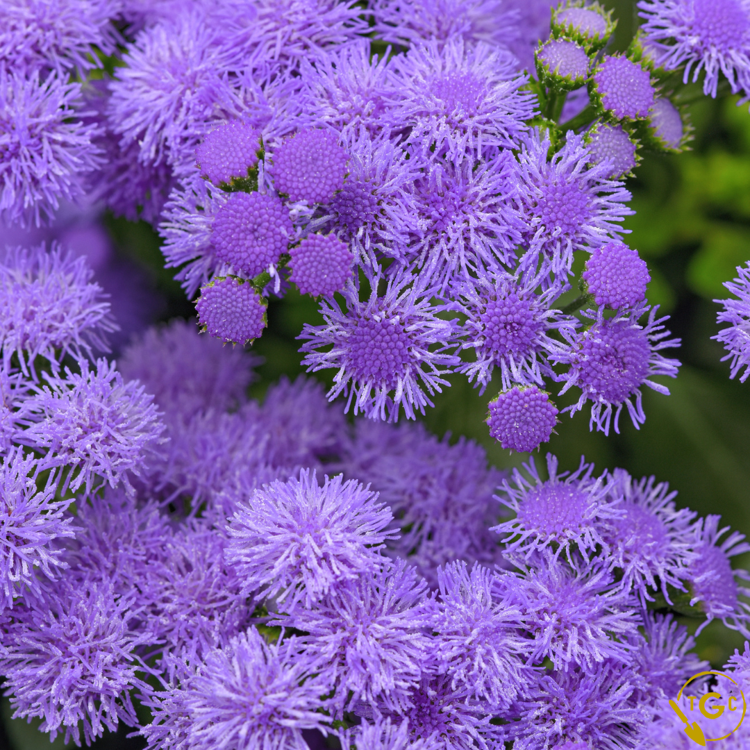 Ageratum 'Monarch Magic'