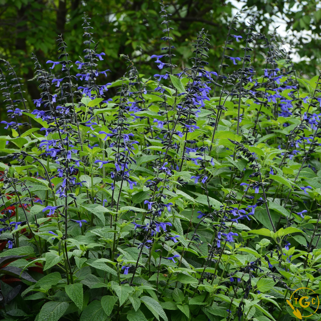 Salvia 'Black & Bloom'