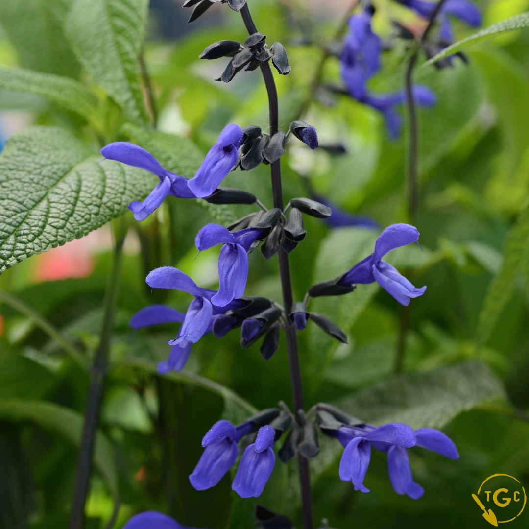 Salvia 'Black & Bloom'