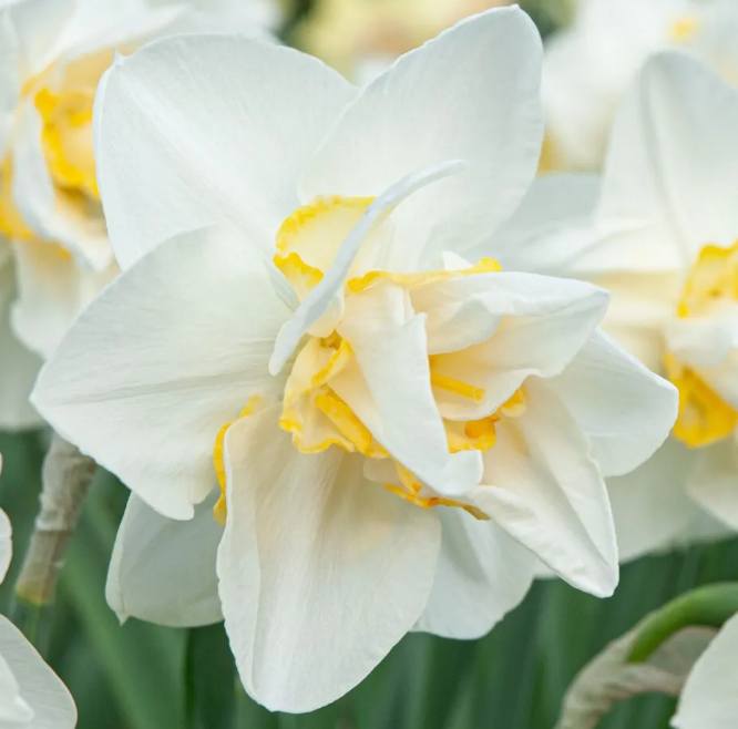 Daffodil White Lion