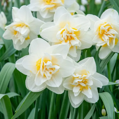 Daffodil White Lion