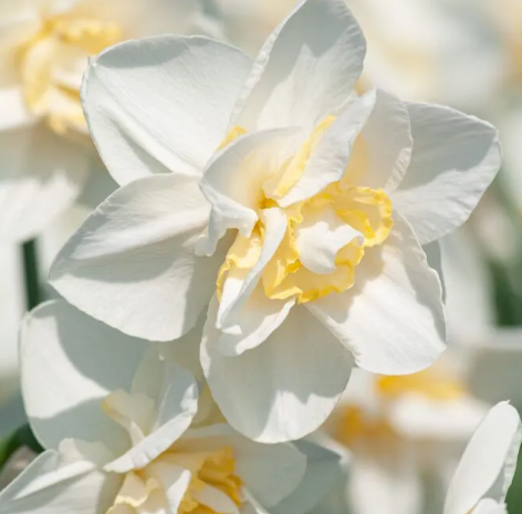 Daffodil White Lion