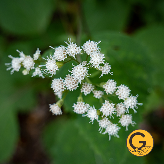 White Snakeroot // Pre-Order