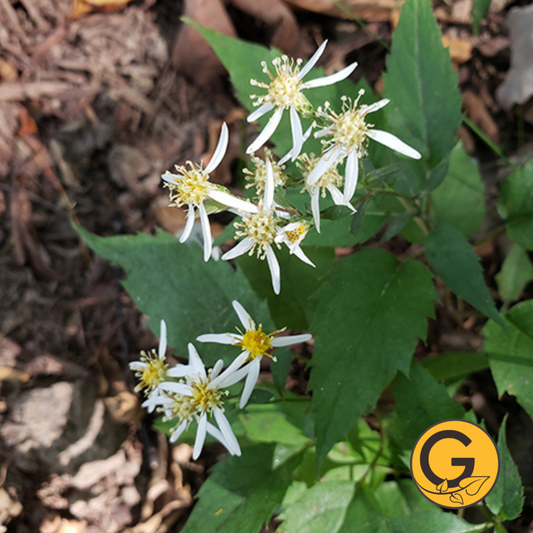 White Wood Aster // Pre-Order