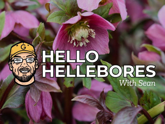 Hello Hellebores with Sean