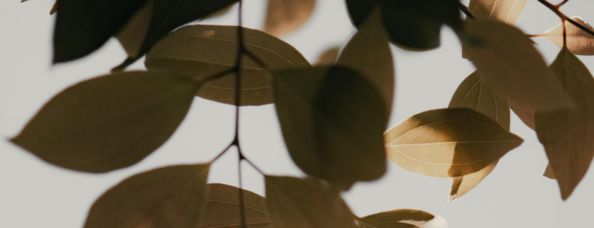 The Gardener's Center