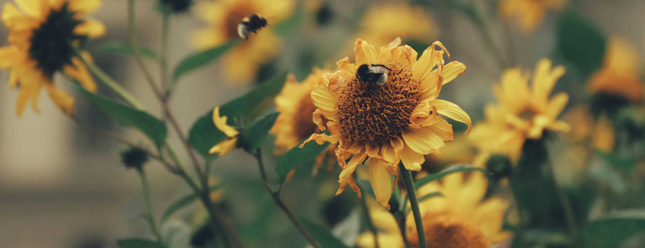 The Gardener's Center