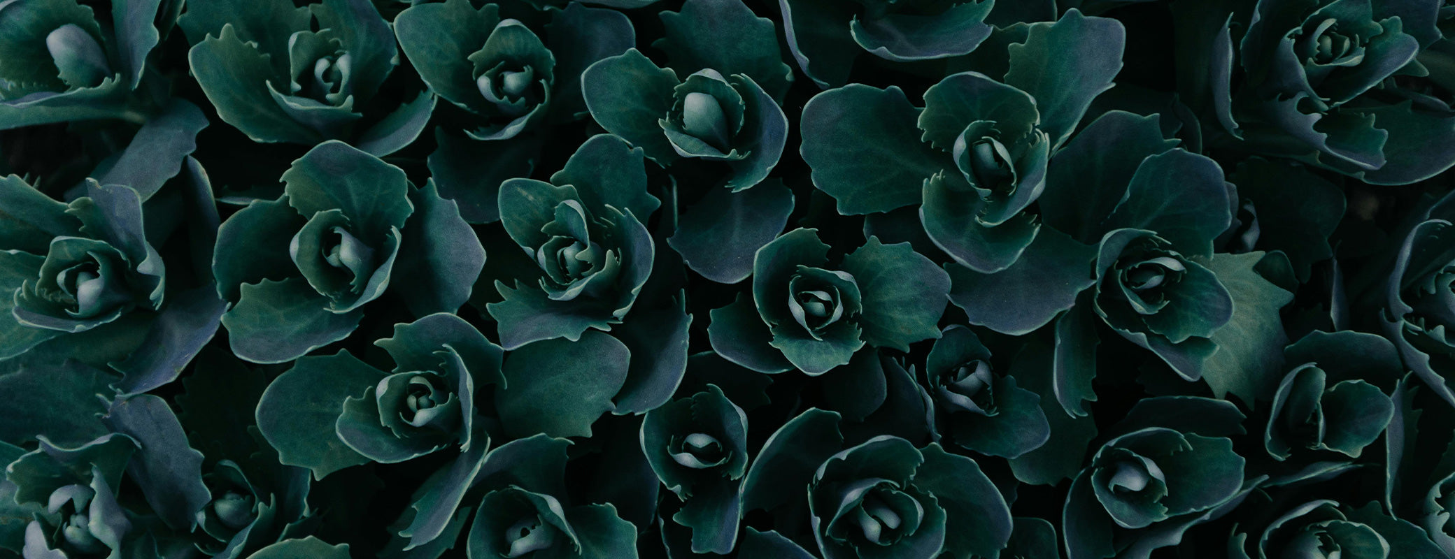 The Gardener's Center