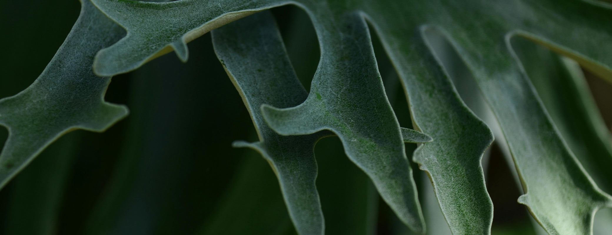 The Gardener's Center