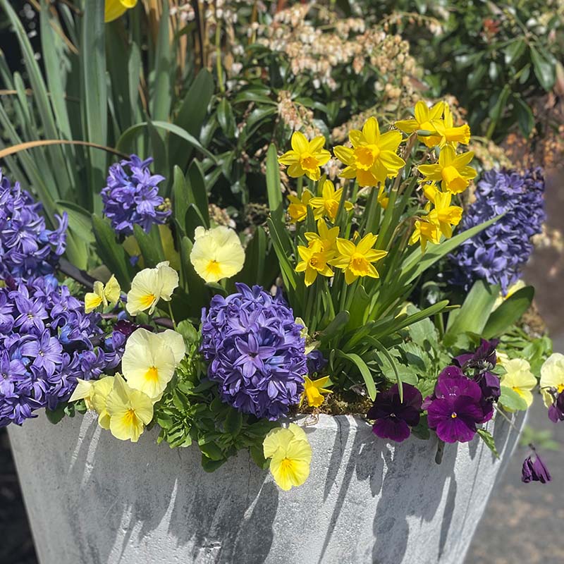 Make your neighbors jealous wit custom container designs from The Gardener's Center.