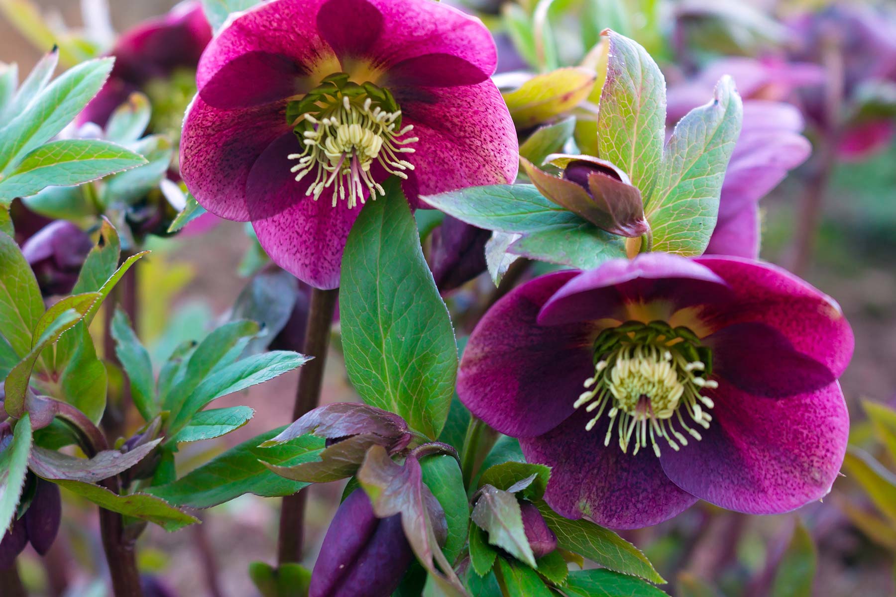 hero-hellebore-gardenderscenter-2.jpg