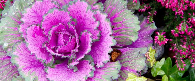 Ornamental Cabbage & Kale is perfect fall plant