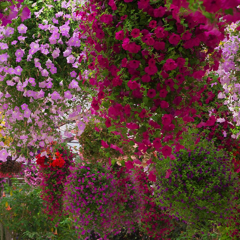 You'll find gorgeous, bloom-busting annuals at The Gardener's Center.