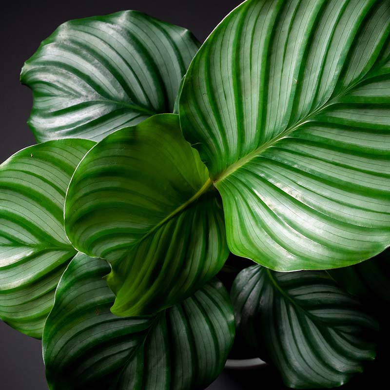 Find premium and hard-to-find houseplants at The Gardener's Center