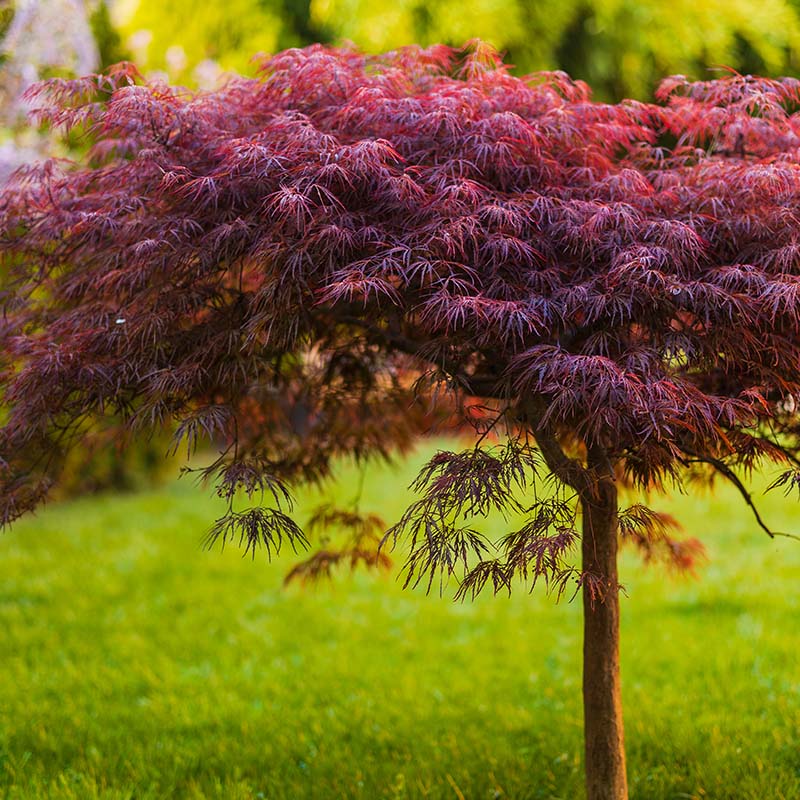 The Gardener's Center is your coastal CT source for premium trees and shrubs.