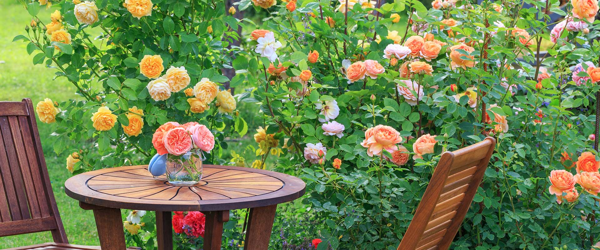 Know the Differences Between Rose Bush Varieties