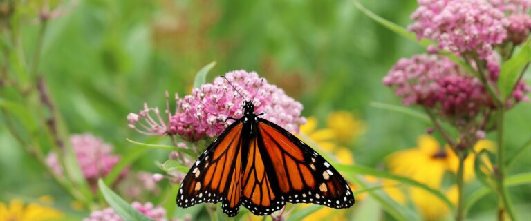 Some weeds you want in your garden: Milkweed and Butterfly Weed