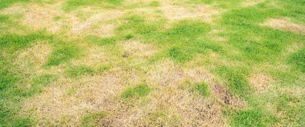 Example of lawn damage from grubs