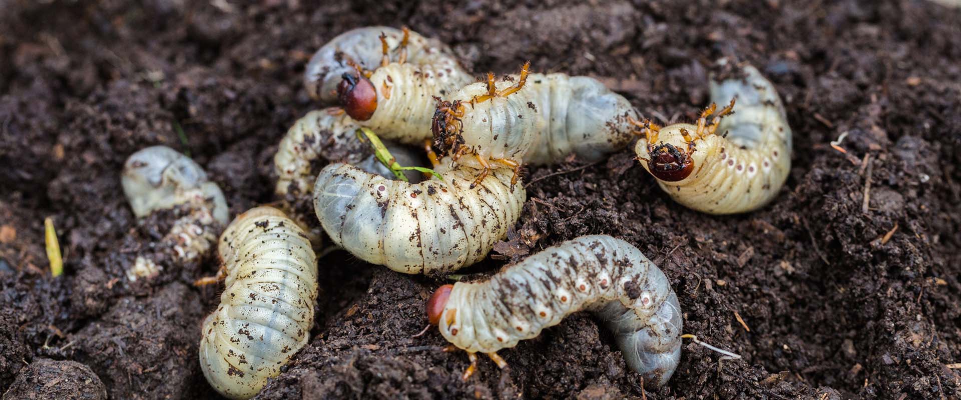 How to treat grubs in your lawn