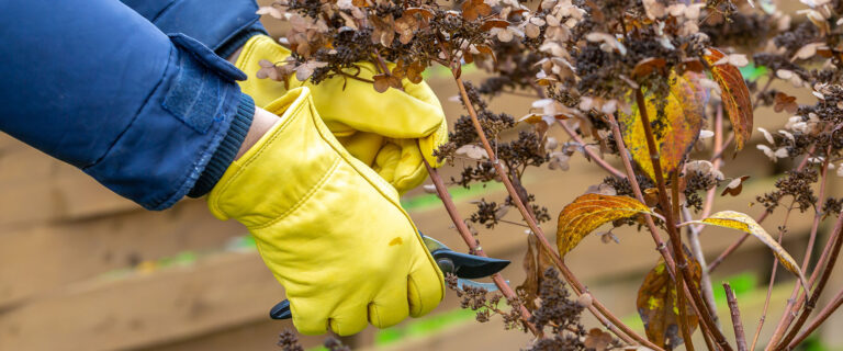 How to prune hydrangea with the experts at The Gardener's Center