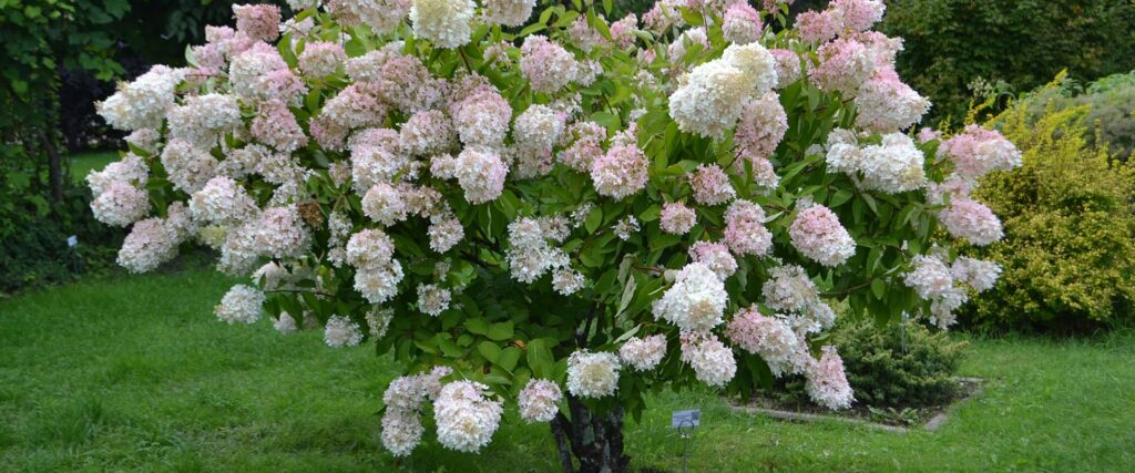 How to prune Paniculata Hydrangea