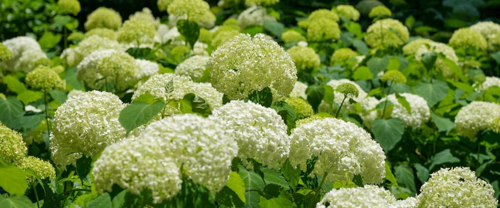 How to prune Annabelle Hydrangea