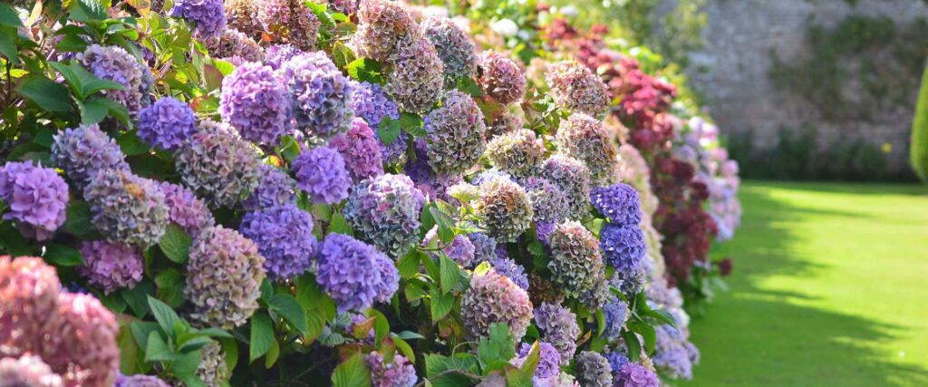 How to prune Mophead Hydrangea