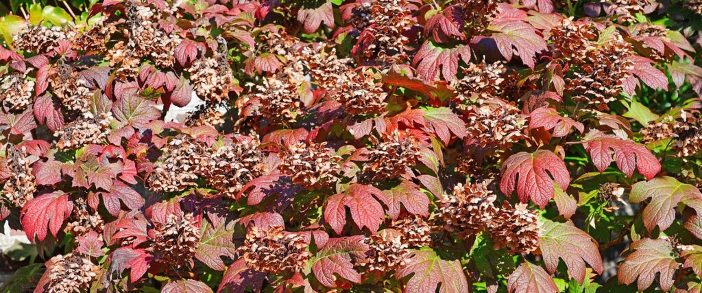 How to prune Oakleaf Hydrangea