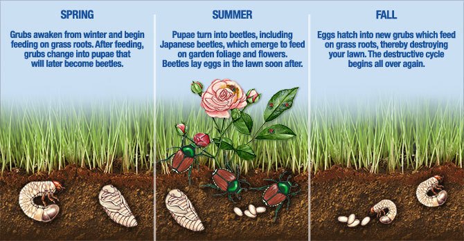 Grub Lifecycle