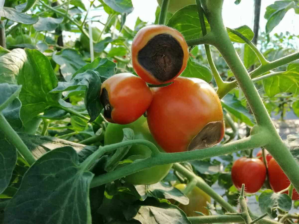 Tomatoes with Blossom End Rot