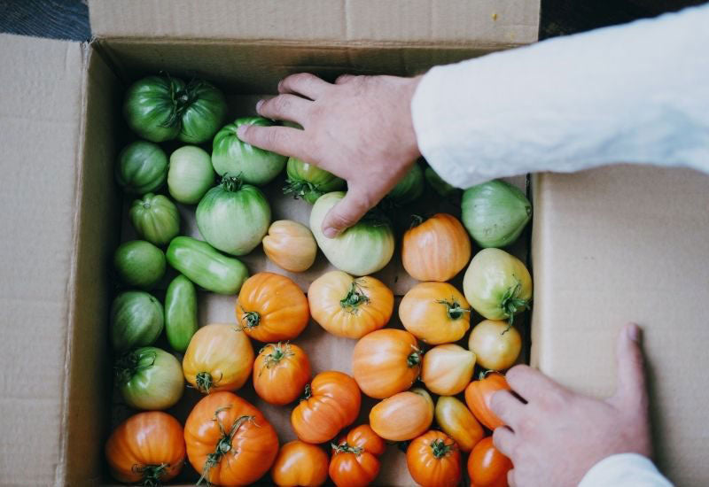 Harvest your tomatoes earlier