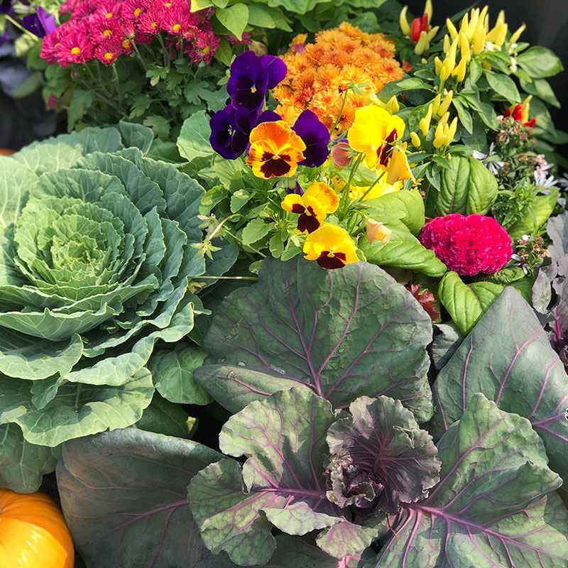 Buy ornamental cabbage, kale, peppers & more at The Gardener's Center