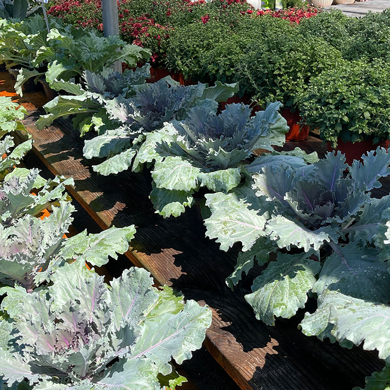 Buy ornamental cabbage, kale, peppers & more at The Gardener's Center