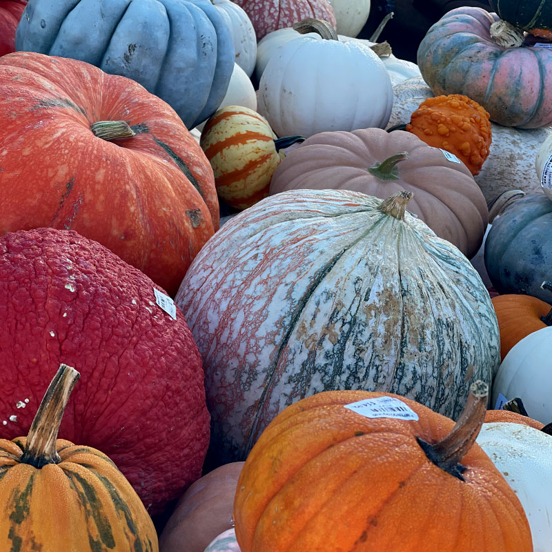 Buy pumpkins & gourds at The Gardener's Center