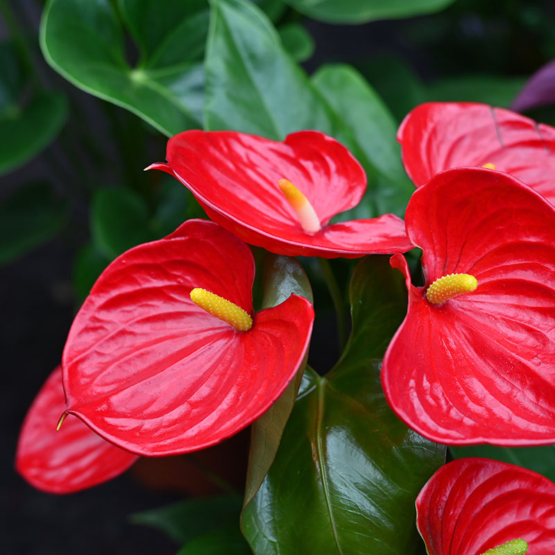 Anthurium & Other Houseplants for Sale at The Gardener's Center