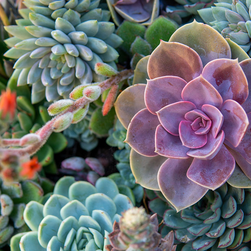 Echeveria & Other Houseplants for Sale at The Gardener's Center