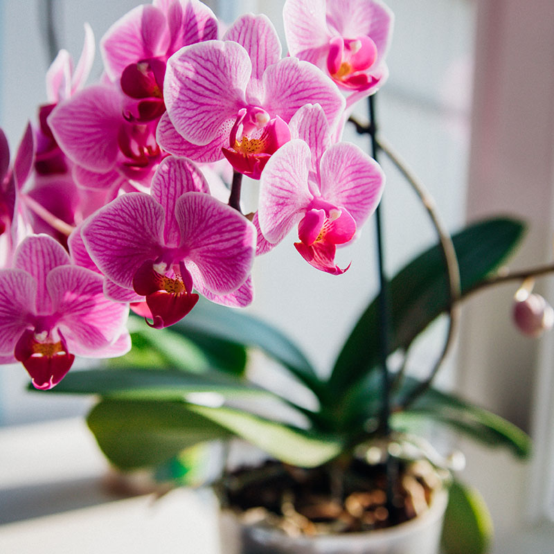 Orchid Phalaenopsis & Other Houseplants for Sale at The Gardener's Center
