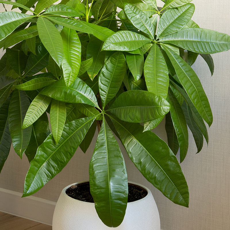 Pachira Aquatica Money Tree & Other Houseplants for Sale at The Gardener's Center