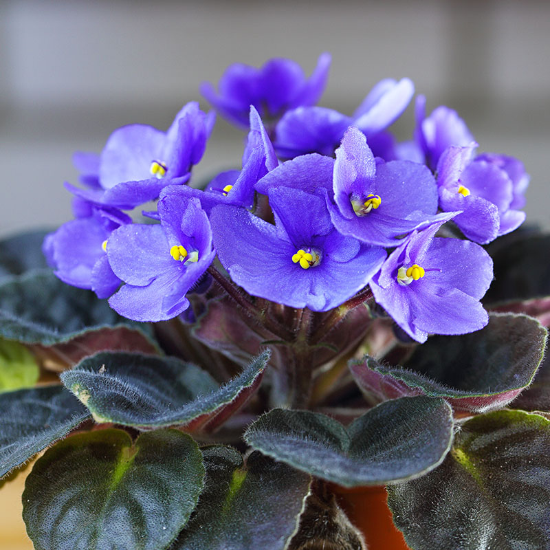 African Violet & Other Houseplants for Sale at The Gardener's Center