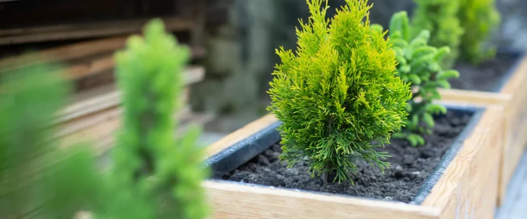 Conifer plant in a container on a brisk winter day