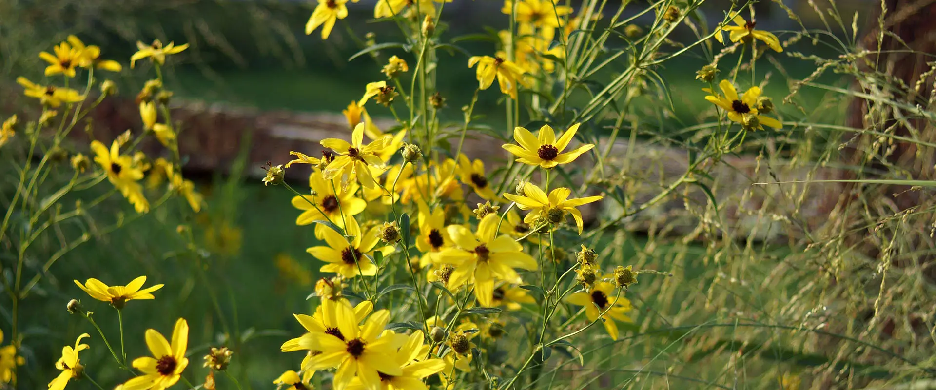 Late-blooming Coreopsis
