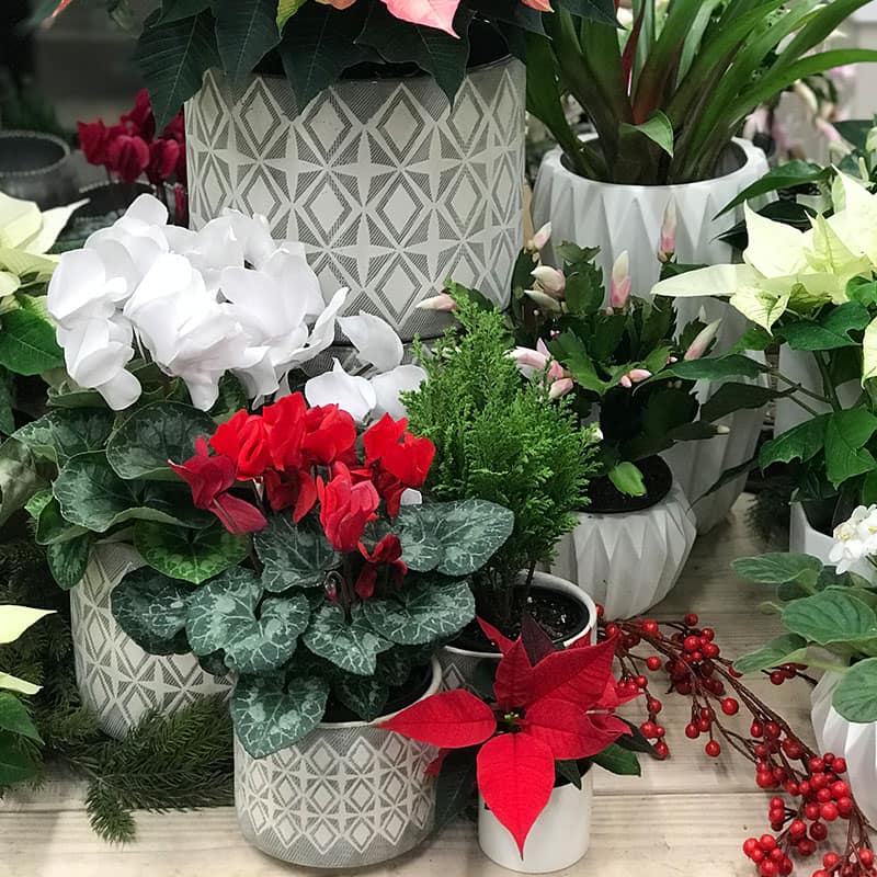 Find cyclamen, poinsettia and other holiday plants at The Gardener's Center in Darien, CT.
