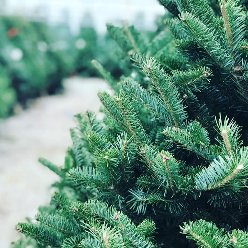 Buy fresh-cut Christmas trees at The Gardener's Center in Darien, CT.