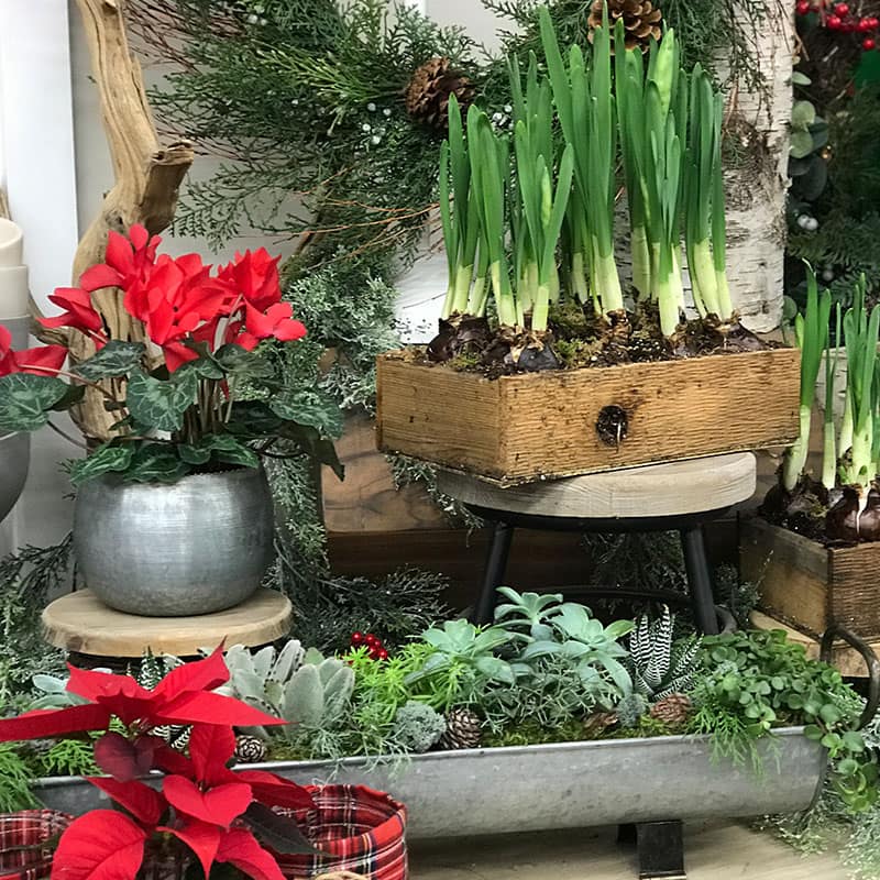 Find seasonal Christmas plants at The Gardener's Center in Darien, CT.