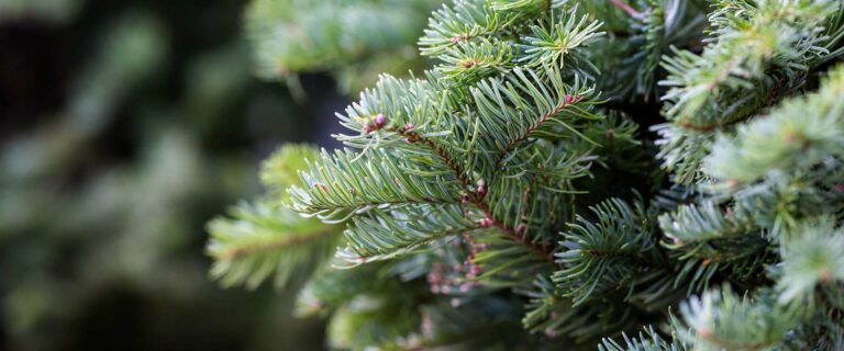 Fresh-cut Christmas Tree Selecting & Caring