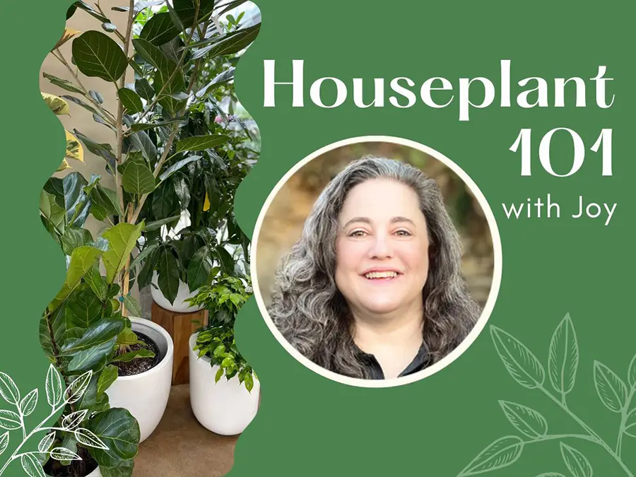 Seminar: Houseplants 101 with Joy at The Gardener's Center
