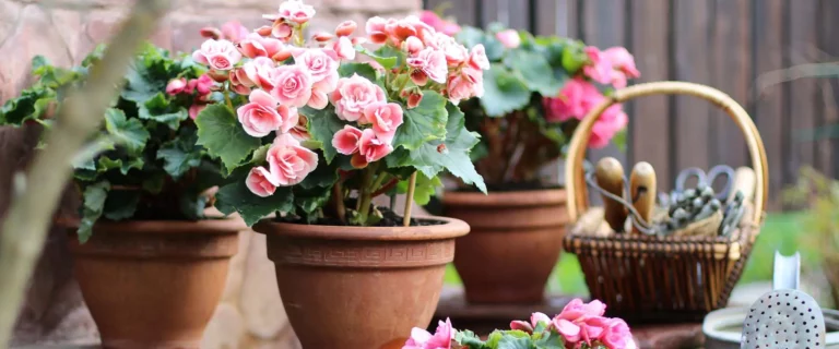 Begonias are the easiest annual to grow!
