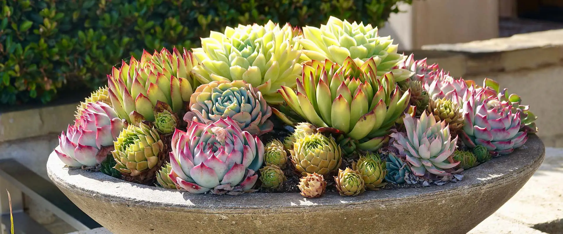 Add hardy succulents to your Connecticut garden.