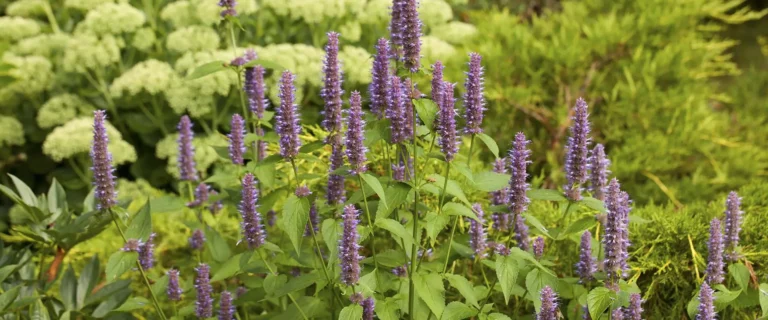 Agastache, Hummingbird Mint, Hyssop is a must-have in your perennial garden!