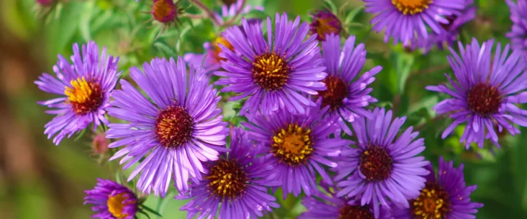 Asters Late-blooming Perennials in Zones 6 and 7